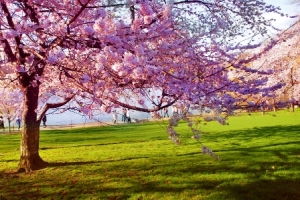 Has Spring Really Sprung? - Wise Ways Consulting
